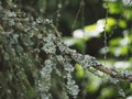 HypogymniaÃÂ is aÃÂ genusÃÂ ofÃÂ lichenizedÃÂ fungiÃÂ within theÃÂ ParmeliaceaeÃÂ family.Green-blue growths of lichen on the tree trunks